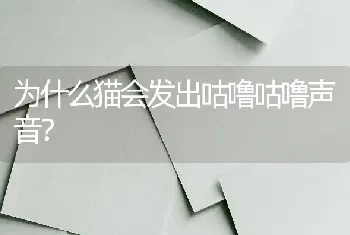 为什么猫会发出咕噜咕噜声音？