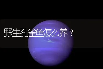 野生孔雀鱼怎么养？