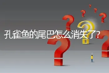 孔雀鱼的尾巴怎么消失了？