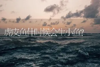 虎皮鱼什时候会生小鱼？