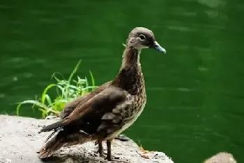 鹅和鸭子的区别有哪些