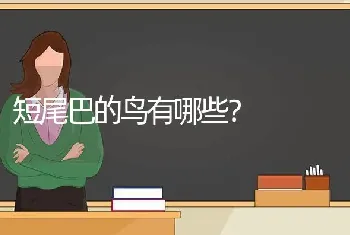 短尾巴的鸟有哪些？