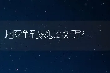 地图龟到家怎么处理？