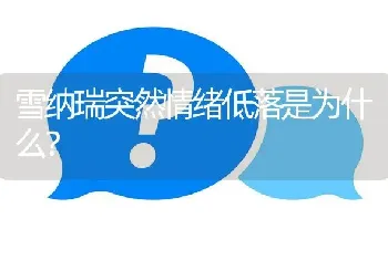 雪纳瑞突然情绪低落是为什么？