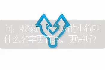 问：我家6个月大的小狗叫什么名字更有趣，更好听？