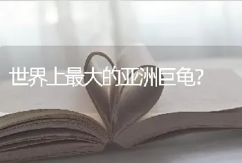 世界上最大的亚洲巨龟？