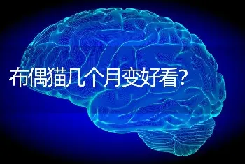 布偶猫几个月变好看？