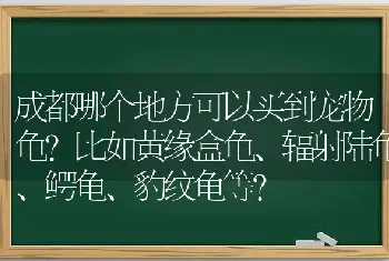 成都哪个地方可以买到宠物龟?比如黄缘盒龟、辐射陆龟、鳄龟、豹纹龟等？