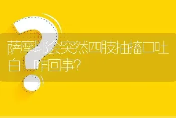 萨摩耶会突然四肢抽搐口吐白沬咋回事？