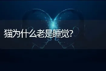 猫为什么老是睡觉？