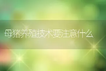 母猪养殖技术要注意什么