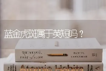 蓝金虎斑属于英短吗？