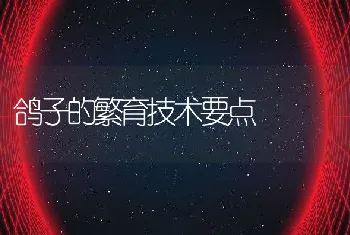 鸽子的繁育技术要点