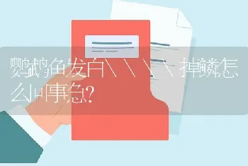 鹦鹉鱼发白\\掉鳞怎么回事急？