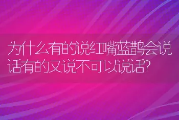 为什么有的说红嘴蓝鹊会说话有的又说不可以说话？