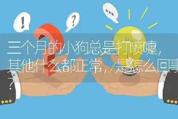 三个月的小狗总是打喷嚏，其他什么都正常，是怎么回事？