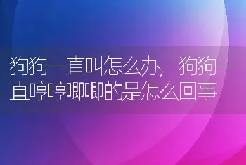 狗狗一直叫怎么办，狗狗一直哼哼唧唧的是怎么回事