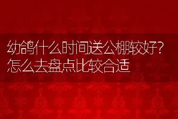 幼鸽什么时间送公棚较好？怎么去盘点比较合适