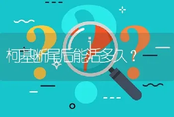 柯基断尾后能活多久？