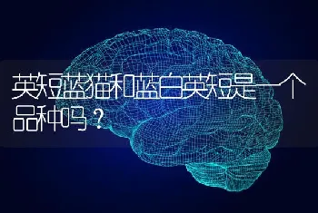 边牧一叫是什么意思？