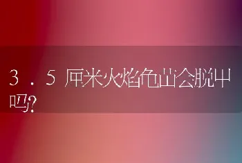 3.5厘米火焰龟苗会脱甲吗？