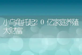 小乌龟托起20亿家庭养殖大财富