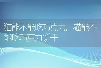 猫能不能吃巧克力，猫能不能吃巧克力饼干