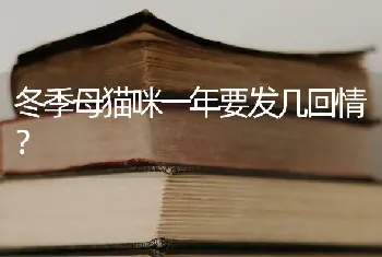 冬季母猫咪一年要发几回情？