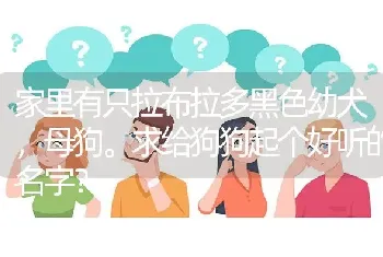 家里有只拉布拉多黑色幼犬，母狗。求给狗狗起个好听的名字？