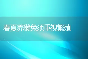 春夏养獭兔须重视繁殖