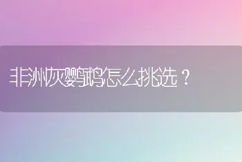 非洲灰鹦鹉怎么挑选？