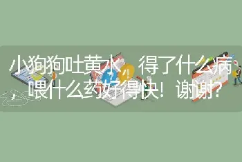 小狗狗吐黄水，得了什么病，喂什么药好得快！谢谢？