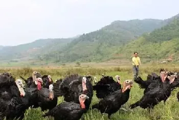 生长阶段育成火鸡的饲养管理