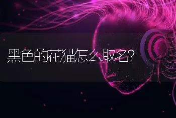 黑色的花猫怎么取名？