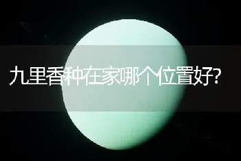 九里香种在家哪个位置好？