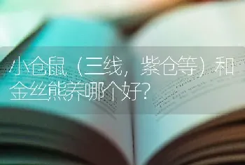 小仓鼠（三线，紫仓等）和金丝熊养哪个好？