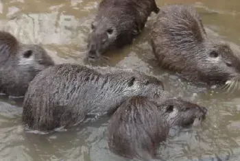 养海狸鼠赚钱吗？海狸鼠养殖前景及市场价格行情分析