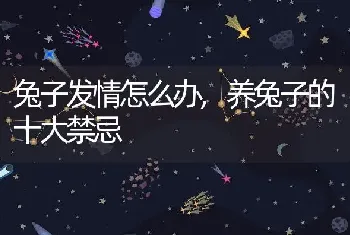 兔子发情怎么办，养兔子的十大禁忌