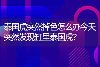 泰国虎突然掉色怎么办今天突然发现缸里泰国虎？