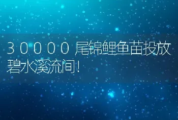 30000尾锦鲤鱼苗投放碧水溪流间！