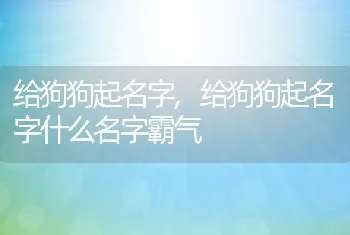 给狗狗起名字，给狗狗起名字什么名字霸气