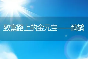 致富路上的金元宝——鸸鹋