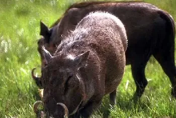 野猪养殖“拱开”致富门