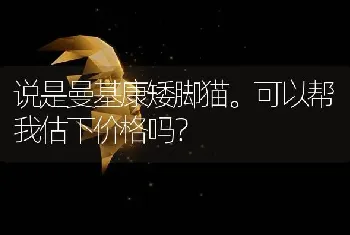 说是曼基康矮脚猫。可以帮我估下价格吗？