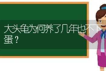 大头龟为何养了几年也不下蛋？