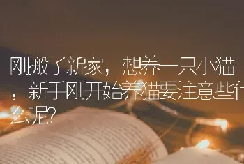 刚搬了新家，想养一只小猫，新手刚开始养猫要注意些什么呢？