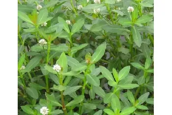 夏季养蟹池塘管理三大措施