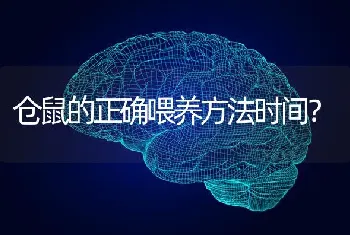 仓鼠的正确喂养方法时间？