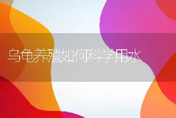 乌龟养殖如何科学用水