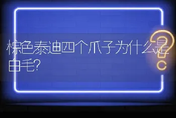 棕色泰迪四个爪子为什么是白毛？